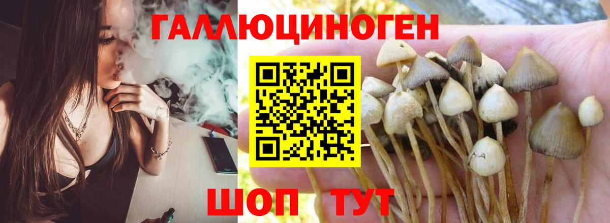 Галлюциногенные грибы Psilocybine cubensis Батайск